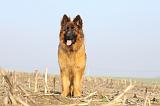 BERGER ALLEMAND 940